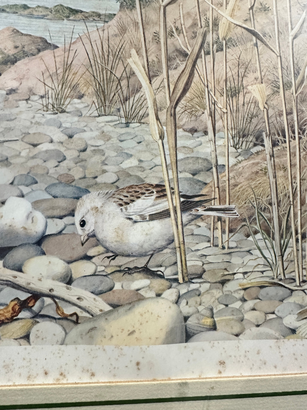 Peter Barrett Winter’s Twilight on the Dorset Coast Signed Print | Vintage 1984 Coastal Bird Art | Franklin Gallery COA | 22x18 Framed