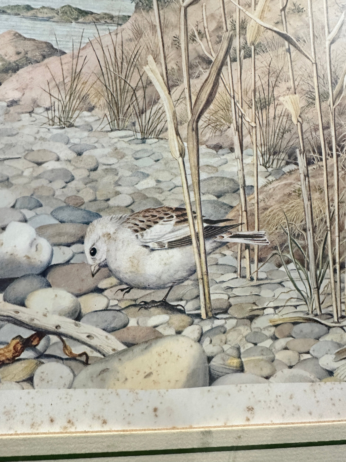 The Collected Chapter vintage Peter Barrett coastal bird print featuring a shorebird on pebbles with reeds
